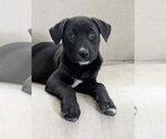 Small Labrador Retriever Mix