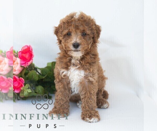 Medium Photo #4 Poochon Puppy For Sale in DORNSIFE, PA, USA