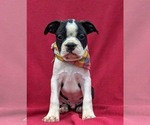 Small Photo #1 Boston Terrier Puppy For Sale in NARVON, PA, USA