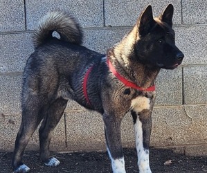 Akita Dogs for adoption in PRESCOTT VALLEY, AZ, USA