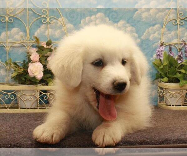 Medium Photo #1 Great Pyrenees Puppy For Sale in SHAWNEE, OK, USA