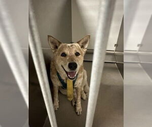 Australian Shepherd Dogs for adoption in Modesto, CA, USA