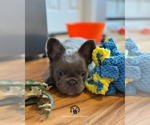 Small #1 French Bulldog