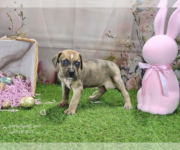 Medium Photo #5 Catahoula Leopard Dog Puppy For Sale in CUMBY, TX, USA