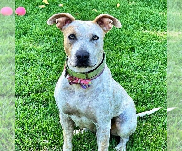Medium Photo #6 American Staffordshire Terrier-Unknown Mix Puppy For Sale in San Juan Capistrano, CA, USA