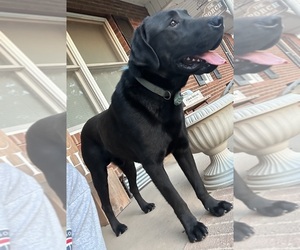 Father of the Labrador Retriever puppies born on 01/06/2025