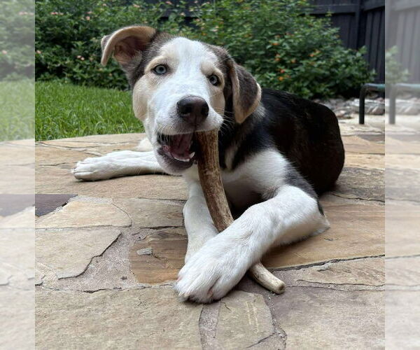 Medium Photo #19 Huskies -Unknown Mix Puppy For Sale in Boonton, NJ, USA