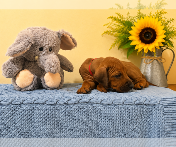 Medium Photo #14 Rhodesian Ridgeback Puppy For Sale in MADISON, GA, USA