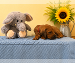 Small #13 Rhodesian Ridgeback