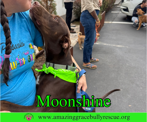 Medium Photo #15 Doberman Pinscher-Unknown Mix Puppy For Sale in Pensacola, FL, USA