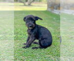 Small #6 Mutt