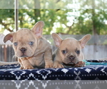 Small Photo #17 French Bulldog Puppy For Sale in VALLEJO, CA, USA