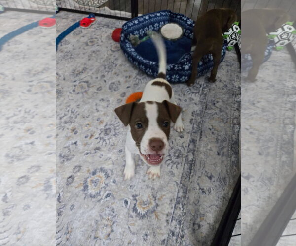 Medium Photo #2 Mutt Puppy For Sale in New London, WI, USA