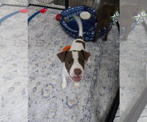 Penn - Male Mutt Dog for Adoption - Photo #2