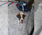Small Photo #2 Mutt Puppy For Sale in New London, WI, USA