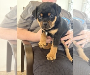 Carlin Pinscher Puppy for Sale in COBB, Wisconsin USA