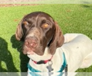 German Shorthaired Pointer Dogs for adoption in Menlo Park, CA, USA