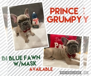 French Bulldog Puppy for sale in ORLANDO, FL, USA