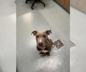 American Pit Bull Terrier-Unknown Mix Dogs for adoption in Baytown, TX, USA