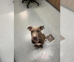 Small American Pit Bull Terrier Mix