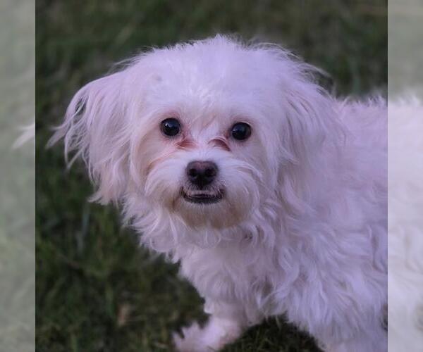 Medium Photo #3 Maltipoo (Miniature) Puppy For Sale in San Diego, CA, USA