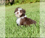 Small #4 Auss-Tzu