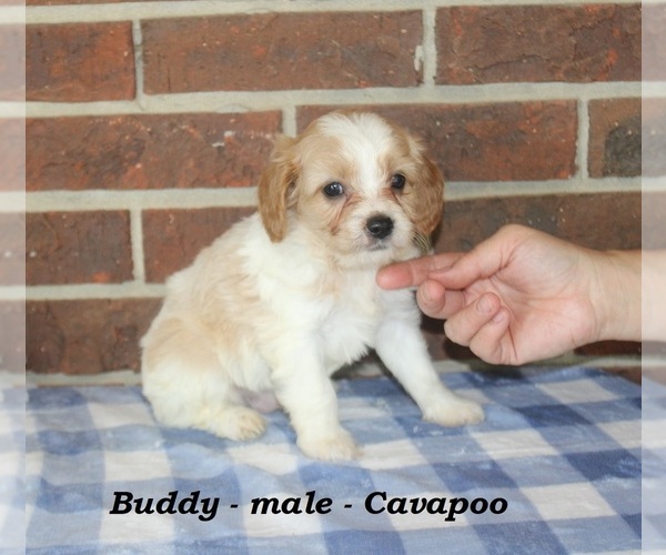 Medium Photo #2 Cavapoo (Miniature) Puppy For Sale in CLARKRANGE, TN, USA
