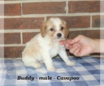 Small #1 Cavapoo (Miniature)