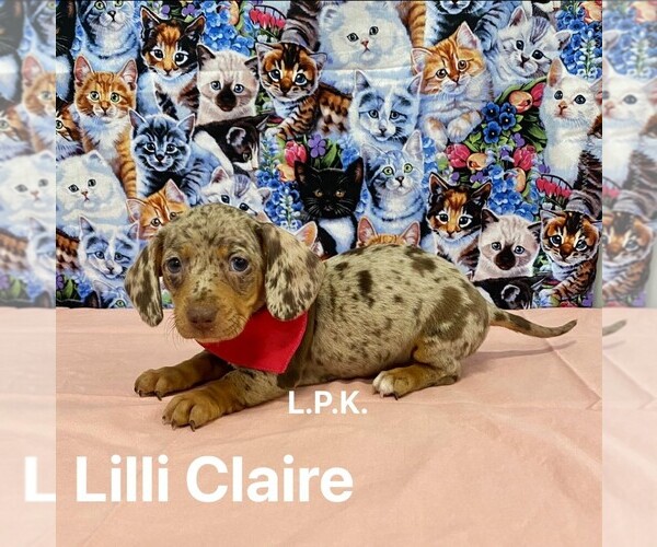 Medium Photo #1 Dachshund Puppy For Sale in WINNSBORO, LA, USA