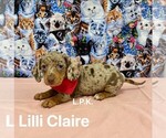 Image preview for Ad Listing. Nickname: Mini Lilli