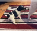 Small Photo #7 Jack Russell Terrier Puppy For Sale in BOISE, ID, USA