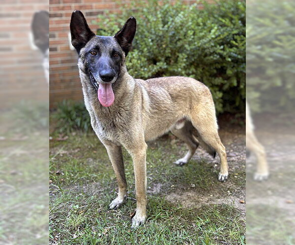 Medium Photo #1 Mutt Puppy For Sale in Newfoundland, PA, USA