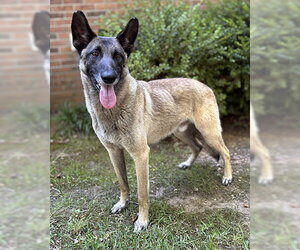 Mutt Dogs for adoption in Newfoundland, PA, USA