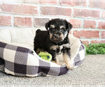 Small #5 Schnauzer (Miniature)