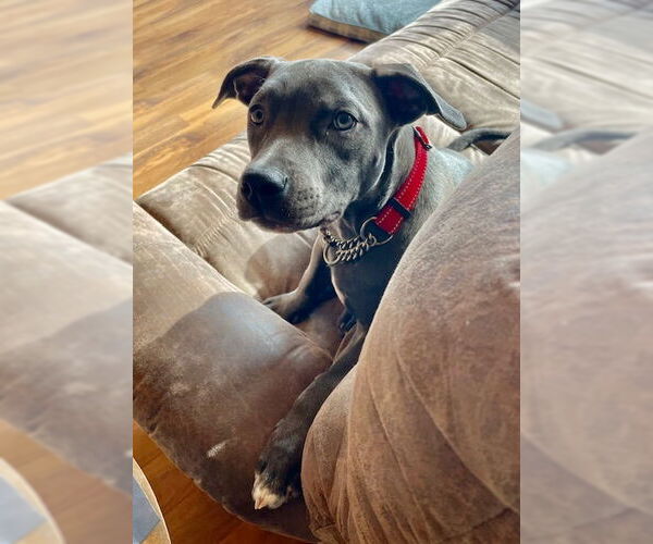 Medium Photo #4 American Pit Bull Terrier Puppy For Sale in Duluth, MN, USA