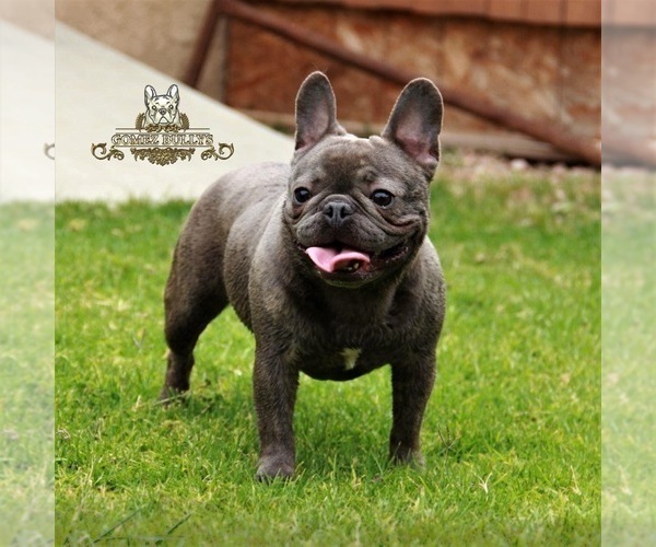 Medium Photo #1 French Bulldog Puppy For Sale in OJAI, CA, USA