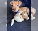 Small #12 Labrador Retriever Mix