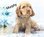 Small Photo #18 Cocker Spaniel Puppy For Sale in LOYAL, WI, USA