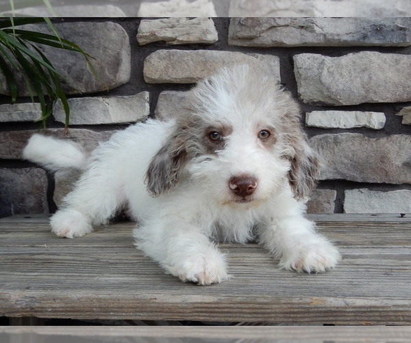Medium Photo #4 Miniature Labradoodle Puppy For Sale in MILLERSBURG, OH, USA