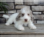 Small #3 Miniature Labradoodle