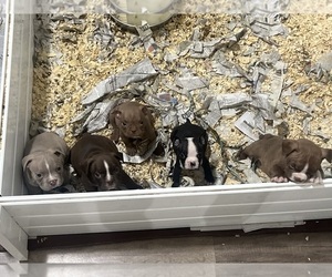 American Bully Litter for sale in IRVINGTON, NJ, USA