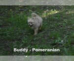 Small Photo #1 Pomeranian Puppy For Sale in CLARKRANGE, TN, USA