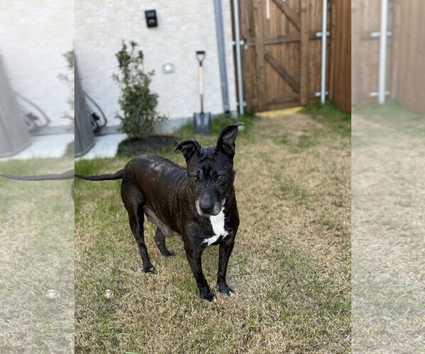 Medium Photo #3 Labrador Retriever-Unknown Mix Puppy For Sale in McKinney, TX, USA