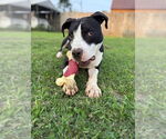 Small #6 American Pit Bull Terrier-Great Dane Mix