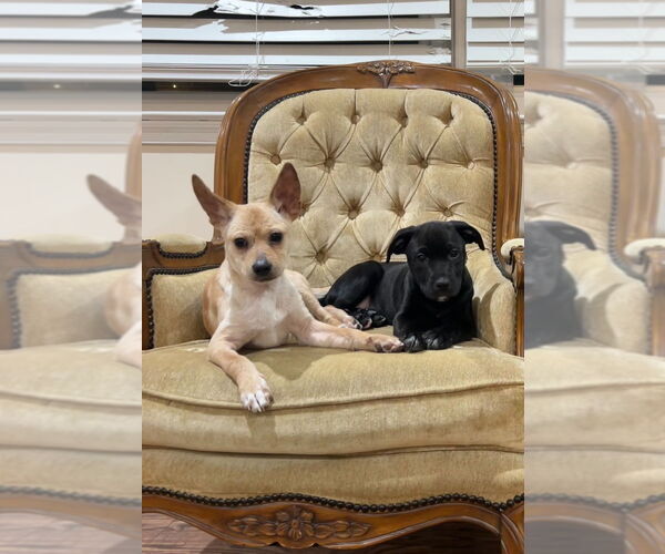 Medium Photo #19 Chihuahua-Labrador Retriever Mix Puppy For Sale in Brewster, NY, USA