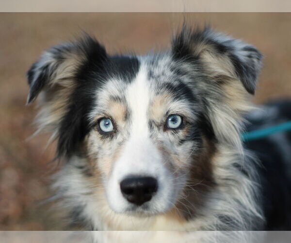 Medium Photo #1 Australian Shepherd Puppy For Sale in Cookeville, TN, USA