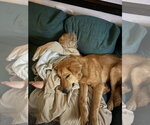 Small #3 Golden Retriever Mix