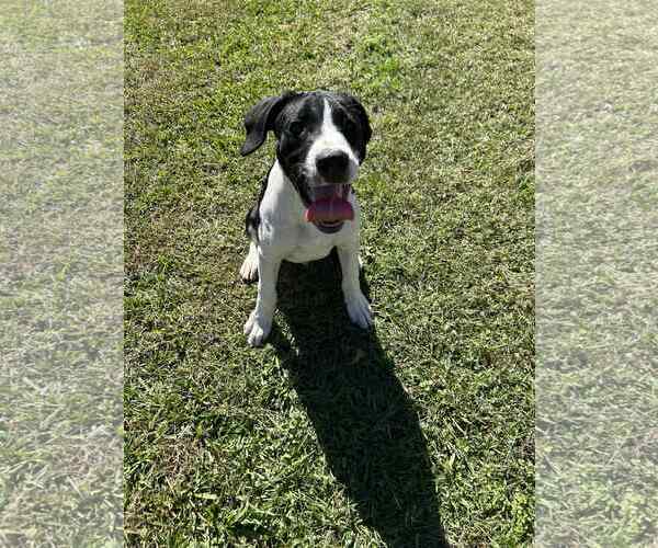 Medium Photo #2 Labrador Retriever-Unknown Mix Puppy For Sale in Redfield, AR, USA