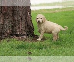 Small Photo #6 Goldendoodle Puppy For Sale in FAIR GROVE, MO, USA