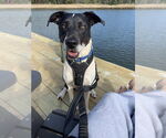 Small #7 American Pit Bull Terrier Mix